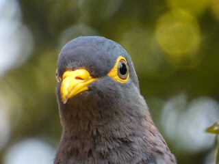 Portrait of the large African olive pigeon