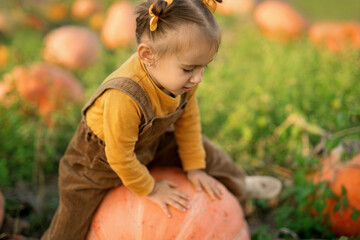 A funny little girl in a jumpsuit with bows in her hair is trying to climb a huge pumpkin among the kitchen-garden. harvest time. Little Farmer Helper. Good organic harvest