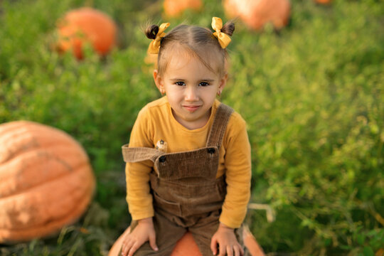 A child is sitting on a pumpkin in the garden. Farmland with huge orange pumpkins in the field. Farm vegetables. Harvest time.