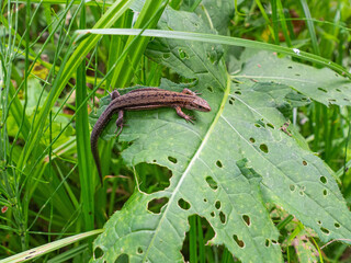 a single green, brown lizard in close-up, on a large green leaf, in the background green plants and grass