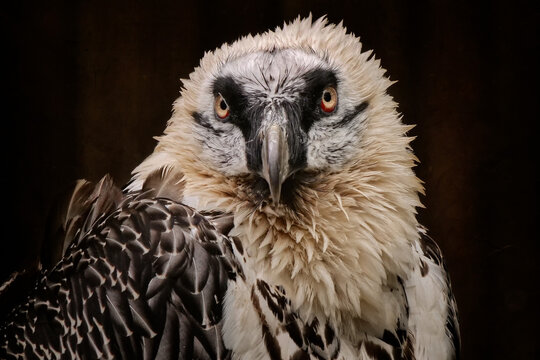Portrait vom Bartgeier mit Blick in die Kamera, gypaetus barbatus