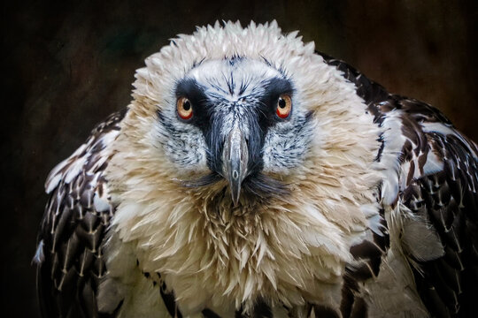 Portrait vom Bartgeier mit Blick in die Kamera, gypaetus barbatus