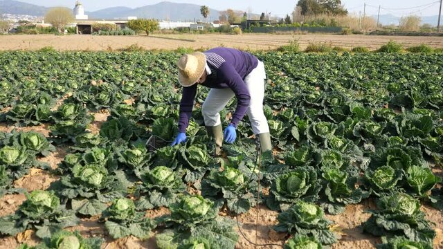 American adult male farmer working in a farm field, harvesting savoy cabbage on a sunny spring day