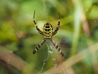 Female Wasp Spider on a Web