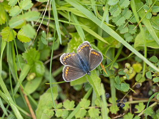 Female Common Blue Butterfly . Wings Open.
