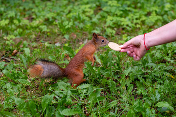 Naklejka na ściany i meble Red squirrel on the grass. A woman's hand holds out a treat to a squirrel. Copy space, close-up.