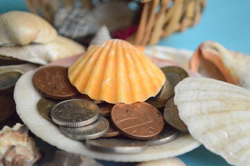 seashells on the beach