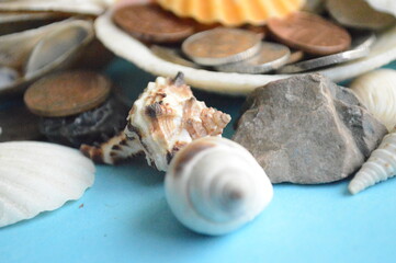 Obraz na płótnie Canvas seashells on the sand
