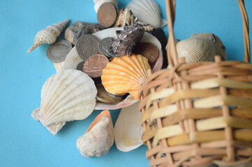 seashells on the beach