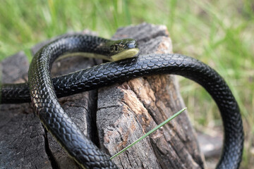 A venomous snake is basking on a tree stump on a sunny summer day