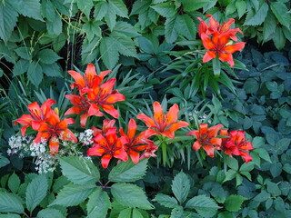 Red tiger lilies on a wall background with wild grapes 