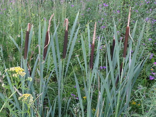 Summer, ditch with cattail, often called reeds 