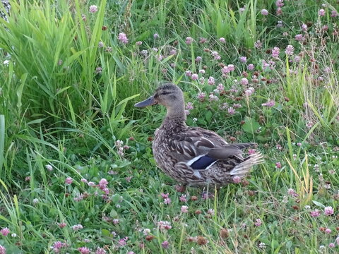 Utka idet po zelenoy trave
26 / 5000
Результаты перевода
The duck walks on the green grass 