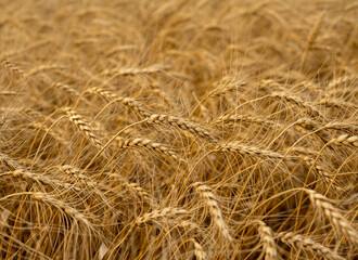 Fototapeta na wymiar Farm field with Rye grain that is ready to be harvested. Autumn colors. 