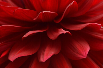 Beautiful red dahlia flower background
