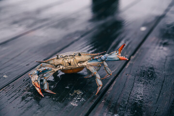 Live Chesapeake blue crab with vibrant claws on a wooden pier. - obrazy, fototapety, plakaty