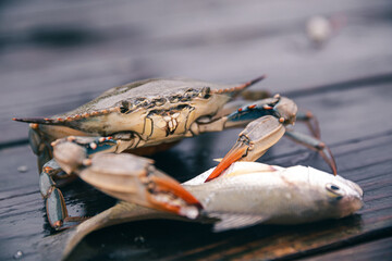 Live crab with vibrant claws pinches a fish on a wooden dock.