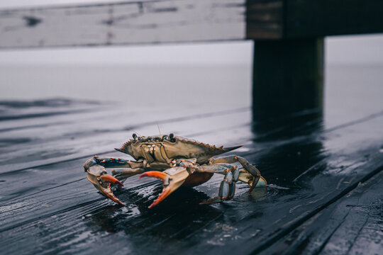 Live crab with vibrant claws on a wooden pier.