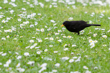 blackbird on the grass with white flowers
