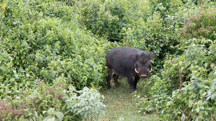 Giant Forest Hog in grass