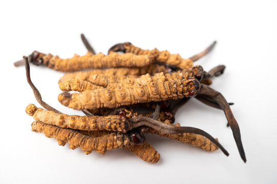 close up Ophiocordyceps sinensis or mushroom cordycep this is a herbs. Medicinal properties in the treatment of diseases.