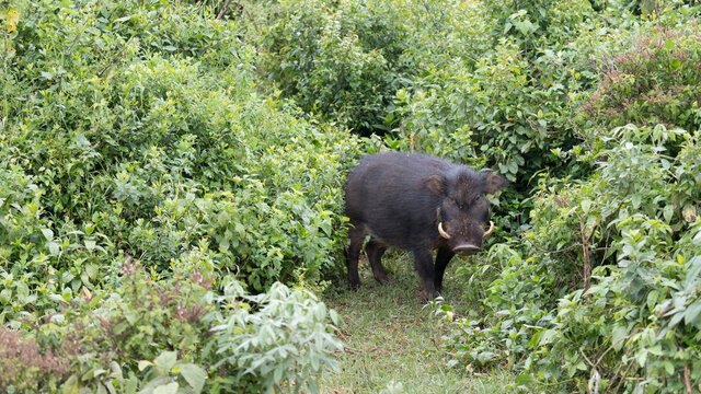 Giant Forest Hog in grass