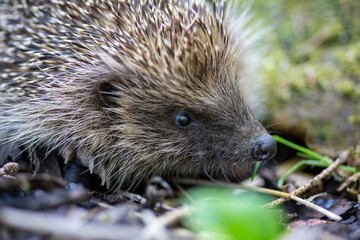 Macro of hedgehog head