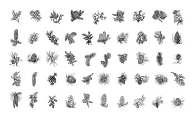 Collection of coniferous plants in sketch style. Hand drawings in art ink style. Black and white graphics.