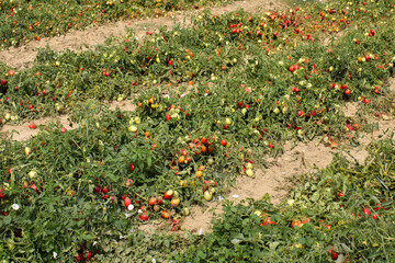 Tomato agricultural fields in Italy