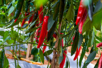 The pepper trees on the farm are full of Chili pepper fruits, red pepper