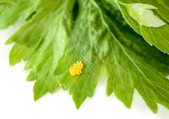 Ladybug egg cluster on celery leaf, close-up. Group of yellow oval-shaped eggs. Also known as...