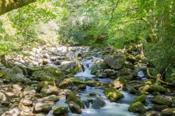 stream in the forest, in Dartmoor, UK