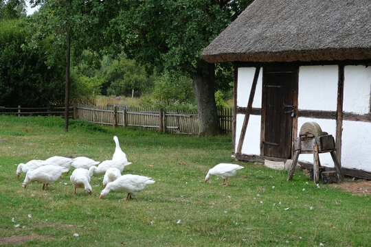pasące się gęsi