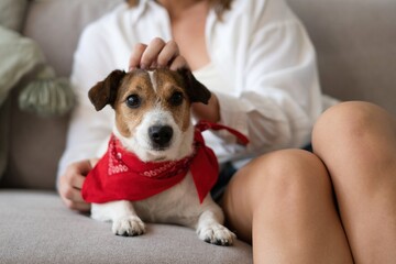 Adorable dog in arms of its loving owner. Loving dog in his owner's arms at home