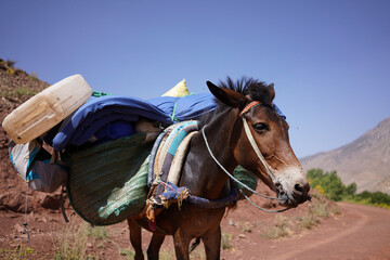 horse and rider