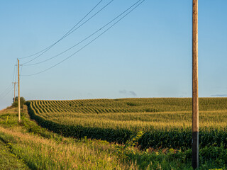 cornfield at sunrise with powerlines in foreground