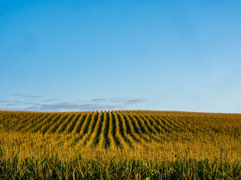 cornfield at sunrise