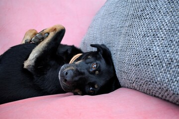 Przyjaciel człowieka, czyli pies odpoczywający na kanapie.  - obrazy, fototapety, plakaty