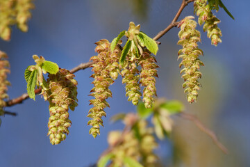 Blüten der Hainbuche