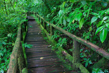 Fototapeta premium The wooden bridge in the forest