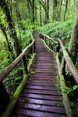 The wooden bridge in the forest
