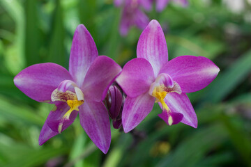 Naklejka premium Purple orchids planted in the garden