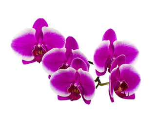 Dark lilac orchid branch