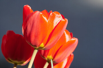 Rote Tulpen im Frühjahr in der Abendsonne	