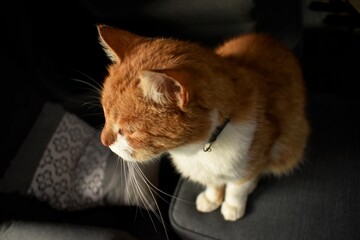 Rudy kot siedzący na kanapie, patrzący w dal. 