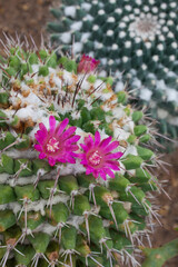 Drought-tolerant cactus in the garden