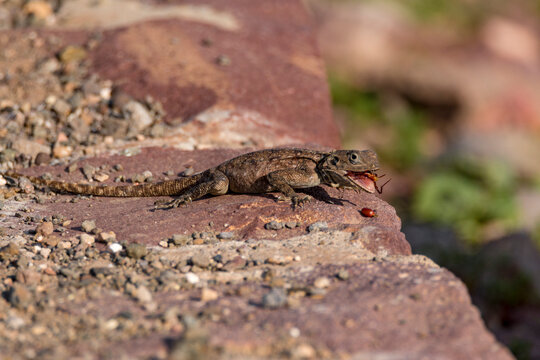 agamid lizards with a large insect in his mouth. 