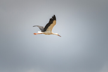 Obraz premium The stork flies beautifully high in the sky.