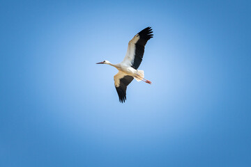 The stork flies beautifully high in the sky.