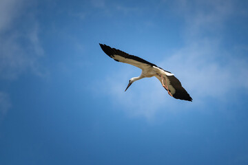 Fototapeta premium The stork flies beautifully high in the sky.